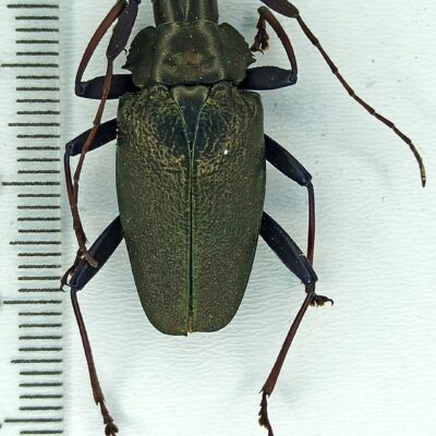 Cerambycidae sp., female, A1, Peru, L7434