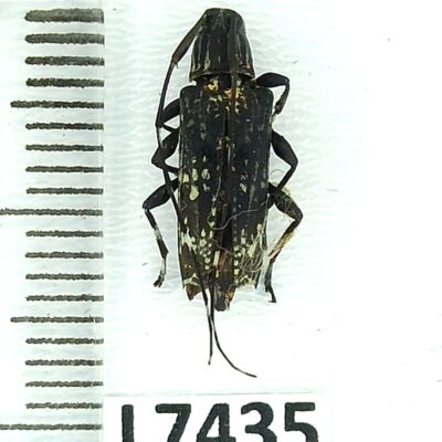 Cerambycidae sp., A1-, Peru, L7435