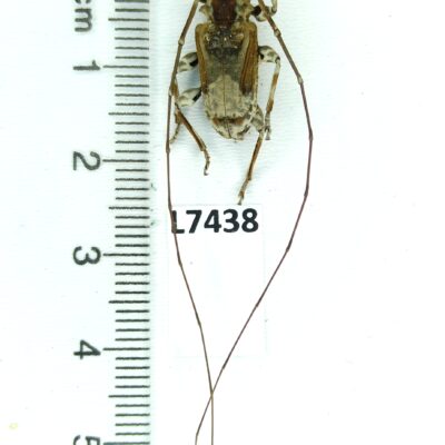 Cerambycidae sp., male, A1, Peru, L7438