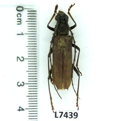 Cerambycidae sp., A1-, Peru, L7439