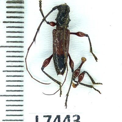 Cerambycidae sp., B, Peru, L7443