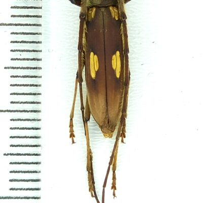 Cerambycidae, Pantomallus costulatus, female, A1-, Peru