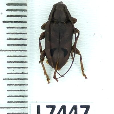 Cerambycidae, Trypanidius notatus, female, A1-, Peru