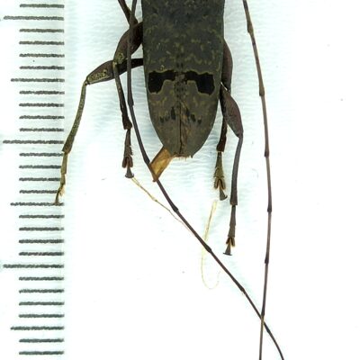 Cerambycidae, Trypanidius notatus, male, A1, Peru