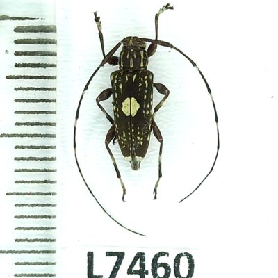 Cerambycidae, Colobothea sp.?, A1-, Peru