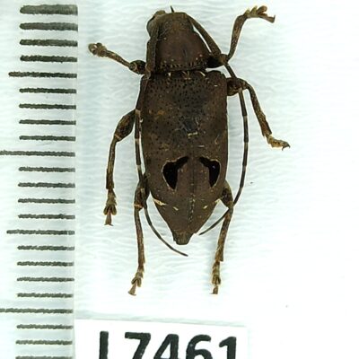 Cerambycidae, Trypanidius notatus, female, A1, Peru