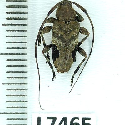 Cerambycidae sp., male, A1-, Peru, L7465