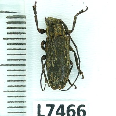 Cerambycidae sp., female, A1-, Peru, L7466