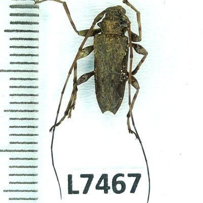 Cerambycidae sp., male, A1-, Peru, L7467