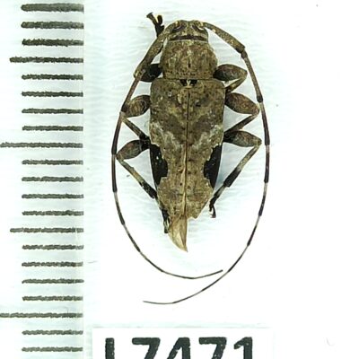 Cerambycidae sp., male, A1-, Peru, L7471