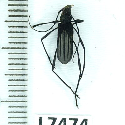 Cerambycidae, Listroptera germari, female, A1, Peru