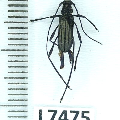 Cerambycidae, Listroptera germari, female, A1, Peru