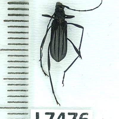 Cerambycidae, Listroptera germari, female, A1-, Peru