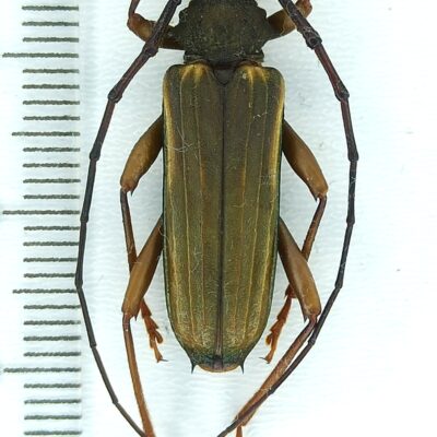 Cerambycidae, Chlorida costata, male, A1-, Peru