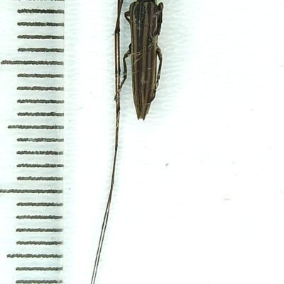 Cerambycidae sp., male, A2, Peru, L7483