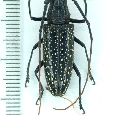 Cerambycidae, Taeniotes pulverulentus, male, A1-, Peru