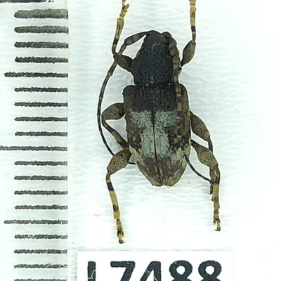 Cerambycidae, Myoxinus pictus, male, A1-, Peru