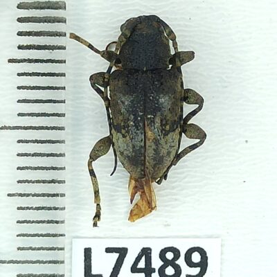 Cerambycidae, Myoxinus pictus, female, A2, Peru