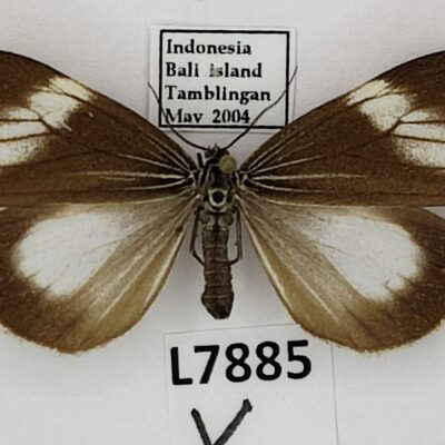 Erebidae, Arctiinae, Nyctemera sp., female, A1, Indonesia