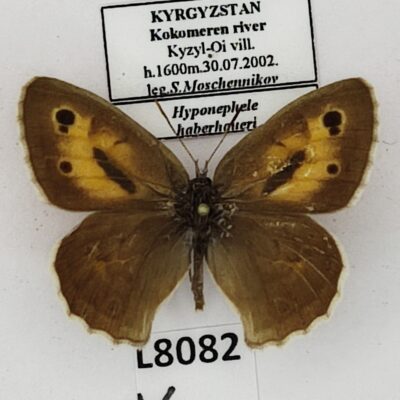 Nymphalidae, Satyrinae, Hyponephele haberhaueri, male, A1-, Kyrgyzstan