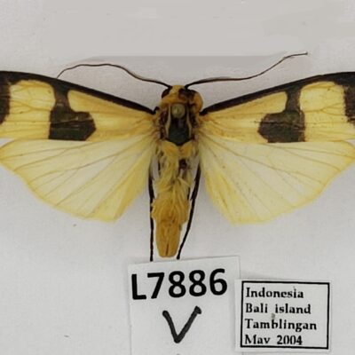 Erebidae, Arctiinae, Oeonistis altica, A1-, Indonesia
