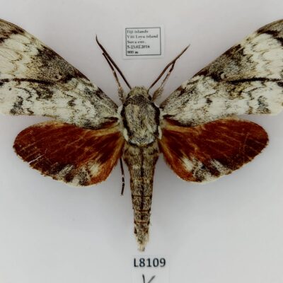 Sphingidae, Psilogramma jordana, male, A1-, Fiji Islands