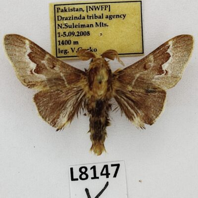 Lepidoptera sp., male, A2-, Pakistan, L8147