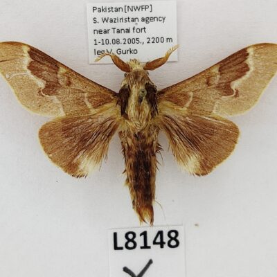 Lepidoptera sp., male, A1-, Pakistan, L8148