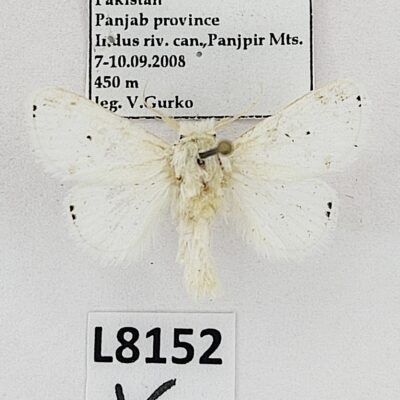 Lepidoptera sp., male, A1-, Pakistan, L8152