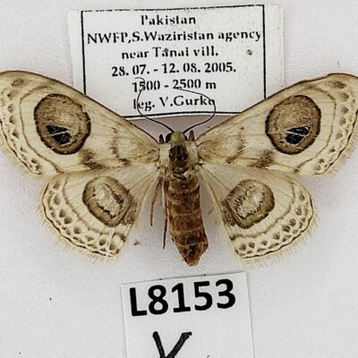 Lepidoptera sp., A2-, Pakistan