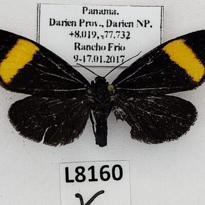 Lepidoptera sp., B, Panama