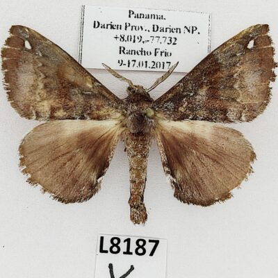 Lasiocampidae sp.?, male, A1, Panama, L8187