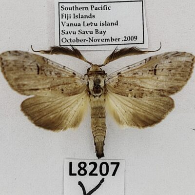 Notodontidae sp.?, male, A1, Fiji, L8207