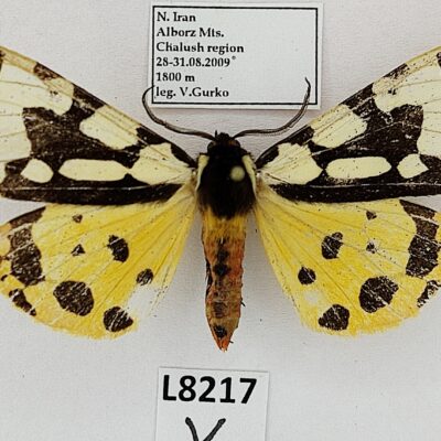 Erebidae, Arctiinae, Arctia confluens, male, A2-, Iran