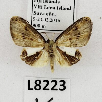 Lepidoptera sp., A2-, Fiji, L8223