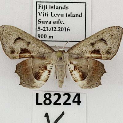 Lepidoptera sp., A1, Fiji, L8224