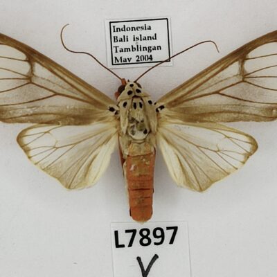 Erebidae, Arctiinae, Amerila astrea, A1, Indonesia