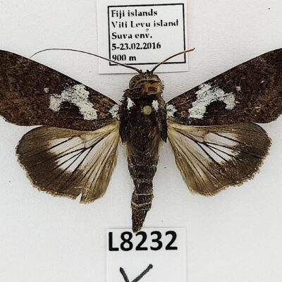 Noctuidae sp.?, A1-, Fiji, L8232