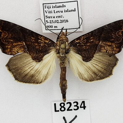 Noctuidae sp., A1-, Fiji, L8234