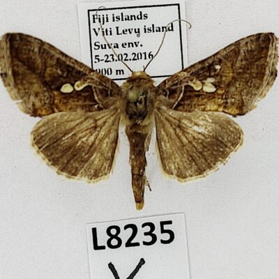 Noctuidae sp.?, A2-, Fiji, L8235