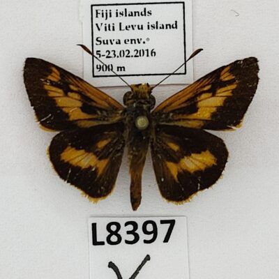 Hesperiidae, Oriens augustula, A1-, Fiji