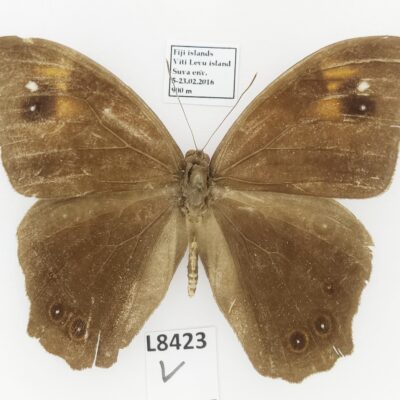 Nymphalidae, Satyrinae, Melanitis leda levuna, A2, Fiji