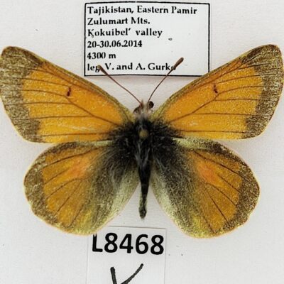 Pieridae, Colias eogene erythas, male, A-, Tajikistan