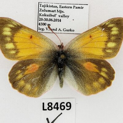 Pieridae, Colias eogene erythas, female, A-, Tajikistan