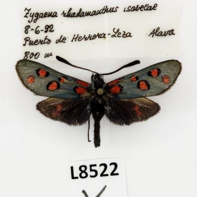 Zygaenidae, Zygaena rhadamanthus isabelae, A1-, Spain