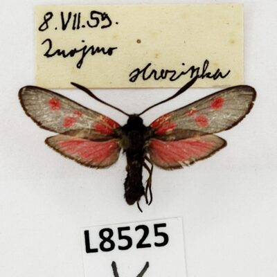 Zygaenidae, Zygaena viciae ssp., A1-, Czech Republic