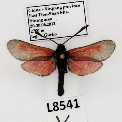 Zygaenidae, Zygaena purpuralis tianschanica, A1, China