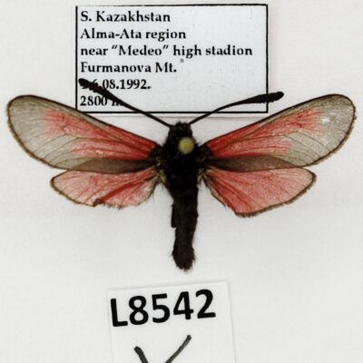 Zygaenidae, Zygaena purpuralis tianschanica, A1-, Kazakhstan