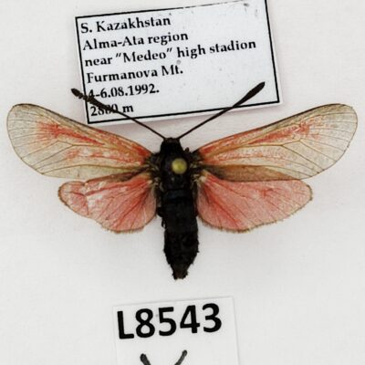 Zygaenidae, Zygaena purpuralis tianschanica, A-, Kazakhstan