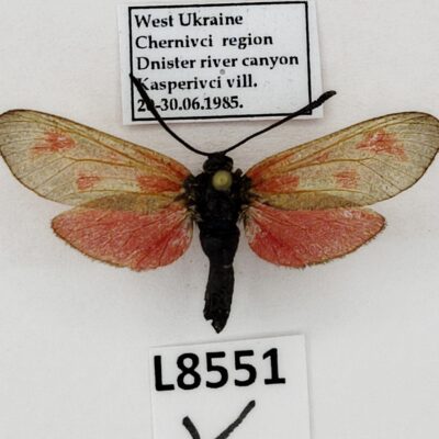 Zygaenidae, Zygaena osterodensis osterodensis, A-, Ukraine
